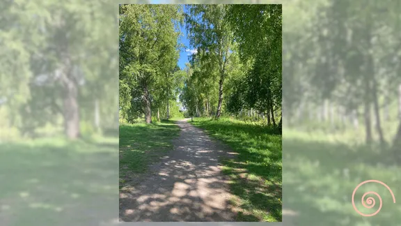 A photograph of a trail through a summer birch forest