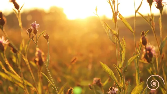 A blurry image of a meadow with a few plants in focus in the forground.