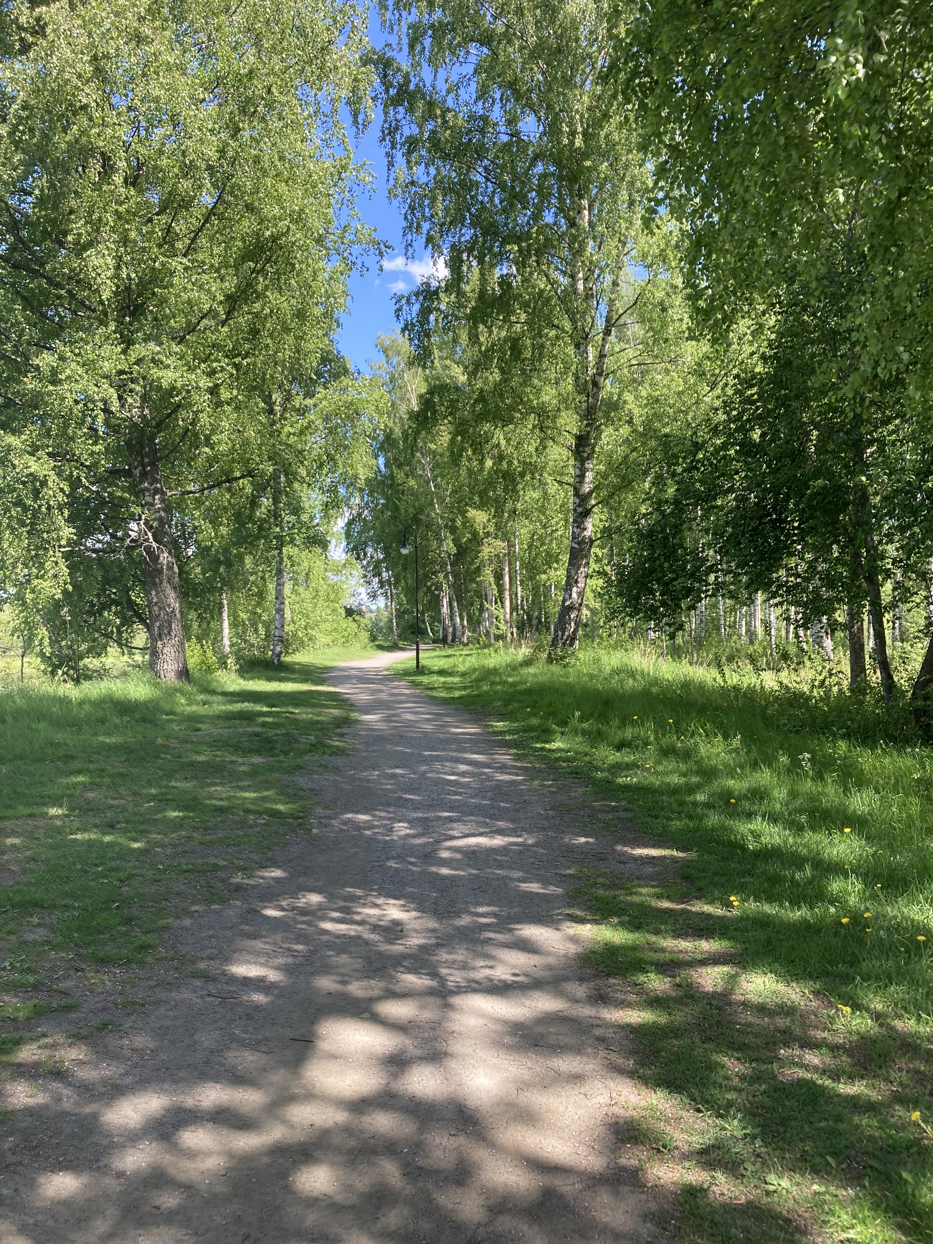 A photograph of a trail winding through a summer birch forest.