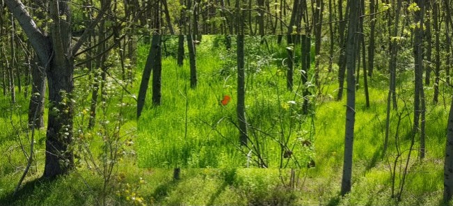 A photograph of a red flower in the middle of a green forest